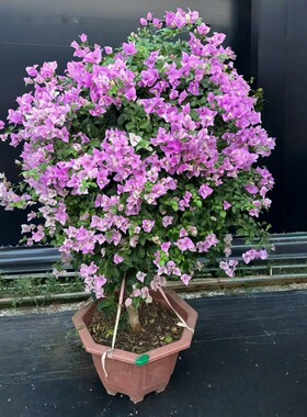 带花苞三角梅老桩盆栽耐晒可地载