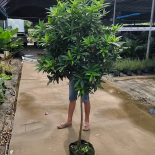 年青蒲桃大盆栽室外庭院别墅阳台花园多季开花植物可地载造景绿植