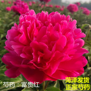 菏泽正宗观赏芍药花苗绿植庭院