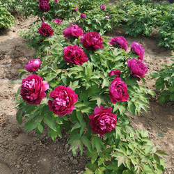 正宗菏泽牡丹花苗洛阳牡丹花盆栽花卉室内外庭院五年大苗重瓣观赏