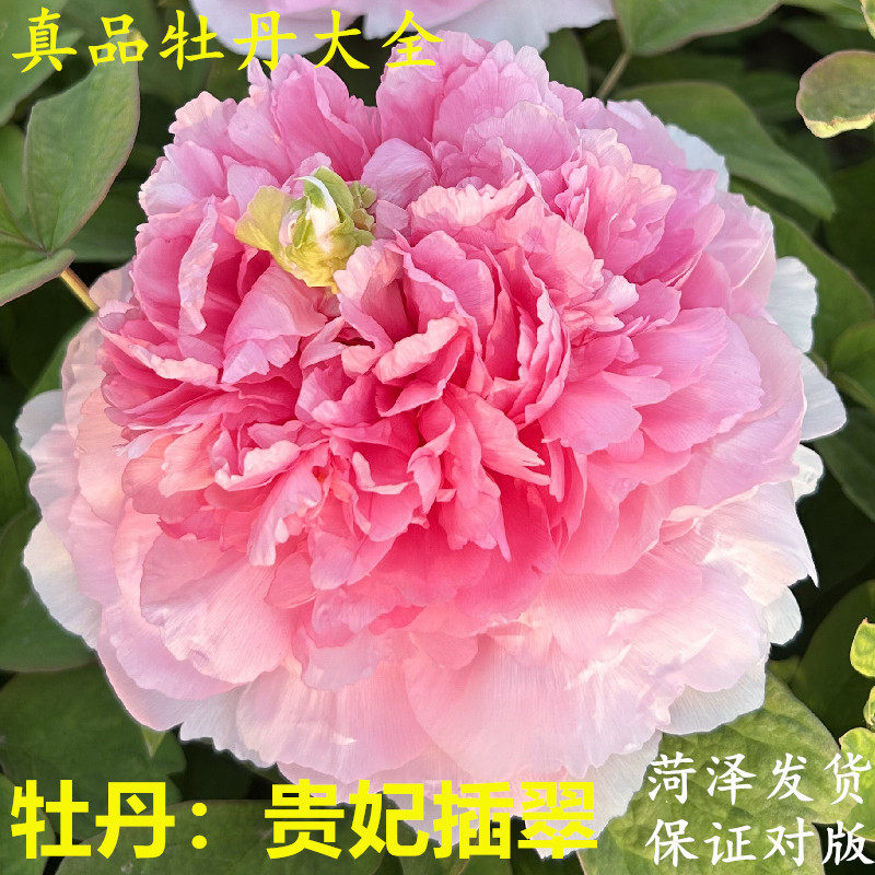 牡丹花苗贵妃插翠菏泽发货正宗重瓣观赏盆栽地栽庭院大苗花卉旺盛