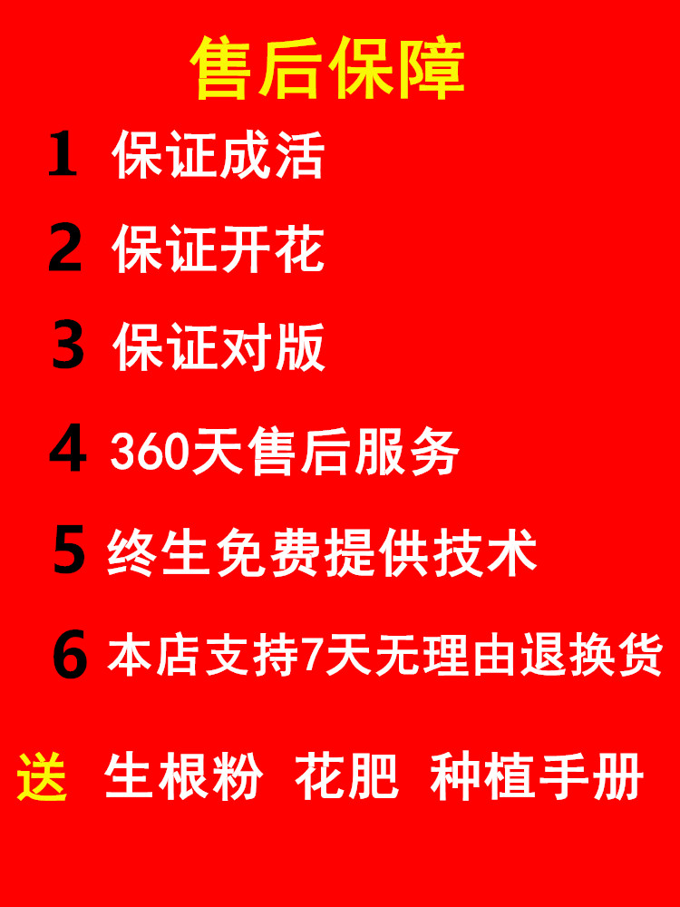 正宗菏泽牡丹花苗洛阳牡丹花盆栽花卉室内外庭院五年大苗重瓣观赏