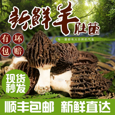 头茬新鲜羊肚菌丽江产地直发