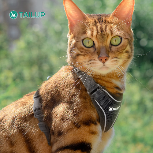 TAILUP翘尾巴猫咪牵引绳防挣脱宠物胸背带绳子链子专用遛猫小型犬