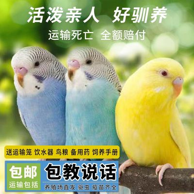 欧立海鹦鹉活鸟虎皮学说话