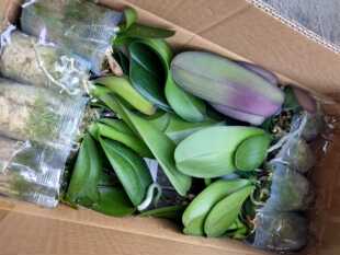 蝴蝶兰盆栽带花苞花苗室内阳台鲜花植物花期超长的花卉易养活四季