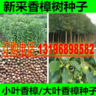 香樟种子樟树籽 小叶香樟种子 大叶香樟种子 油樟 樟油树种子包邮