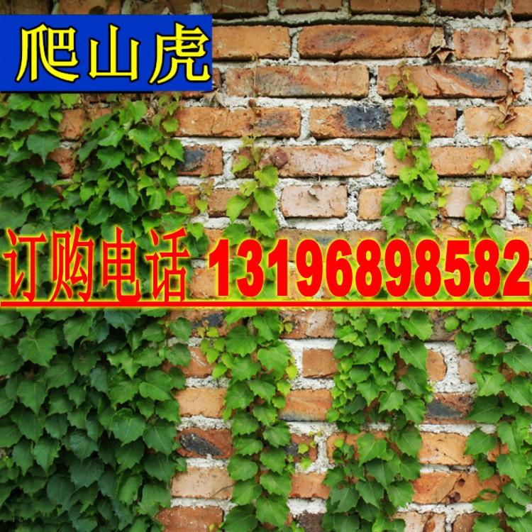庭院耐寒花种子易活爬墙虎包邮