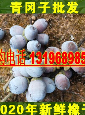新采摘鲜野生青冈树种籽橡子栗子青岗籽栎树种子橡树青冈子子包邮