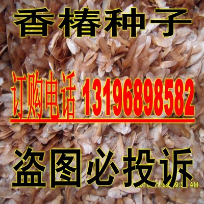 芽苗菜种子红油香椿包邮