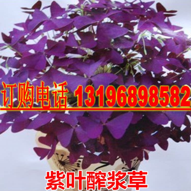 红花醡浆草红花草紫叶酢浆草红三叶草紫三叶草幸运草盆栽花卉绿植
