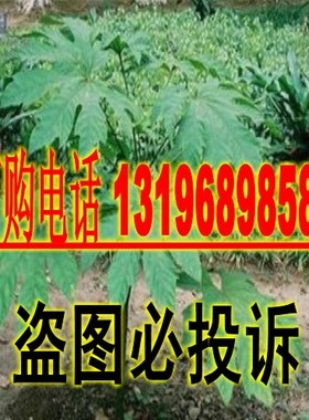 新采 药材种子通脱木种子新种子五叶通种子 包邮