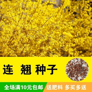 连翘种子 花开香气淡艳 满枝金黄 迎春花种子 抗病虫耐旱耐寒花卉