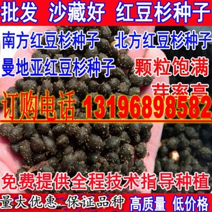 沙藏东北方南方红豆杉种子 曼地亚红豆杉树种子 包邮