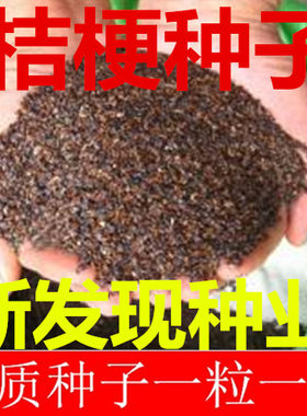 中药材种子桔梗种子  铃铛花种子 免运费包邮