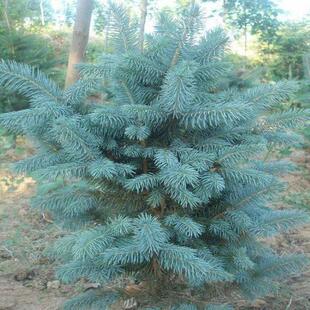 云杉种子 美国蓝杉种子 新采云杉树种子 茂县云杉杉树种子