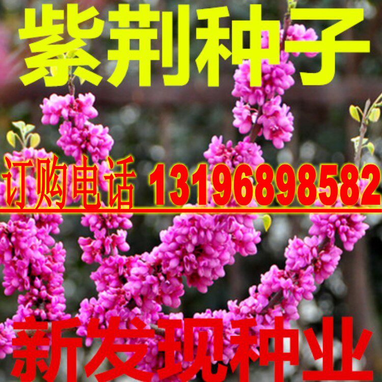 紫荆花种子 加拿大紫荆 洋紫荆种子 巨紫荆种子紫荆花树种子包邮