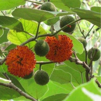 今年新构树种子 诸树种子 杂交构树种子 饲料叶树种子