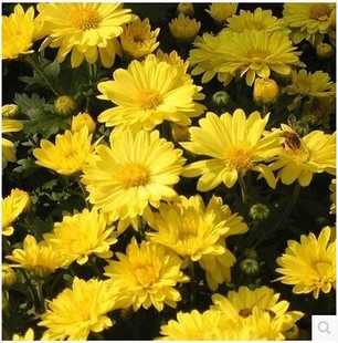 黄菊花种子 白菊花种子 野菊花种子 野黄菊花种子 苦薏、山菊花