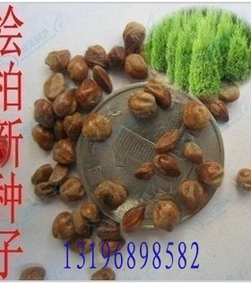 新采花卉种子/桧柏种子/圆柏/塔柏/蜀桧柏/侩柏/笔柏种子发芽率高