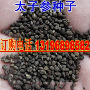 中药材太子参种子童参种子人参种籽七四叶参药材种孩儿参米参种子