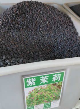 茉莉花种孑阳台庭院地雷四季