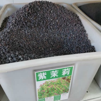 紫茉莉花种孑种子阳台庭院种植花籽地雷花四季秋季胭脂花观花种籽