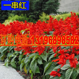 一串红盆栽花草种子 矮串红花种子 春秋四季易播花卉种子一斤包邮