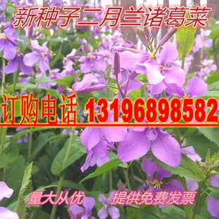 二月兰种子耐旱耐湿二月兰花籽多年生宿根花卉景观花海诸葛菜种籽
