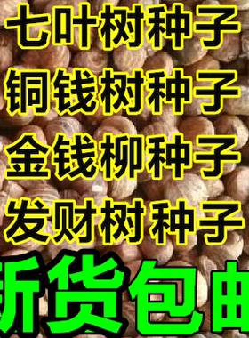 七叶树种子 红花 籽 铜钱树种子  青钱柳 金钱柳种子 发财树种子