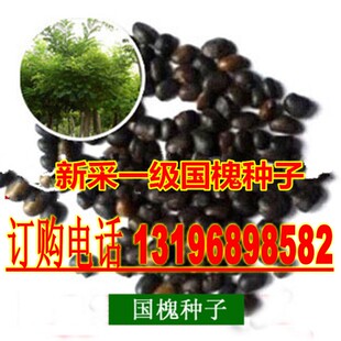 新采国槐种子 速生国槐种子黄花槐 红花槐 刺槐 洋槐紫穗槐树种子