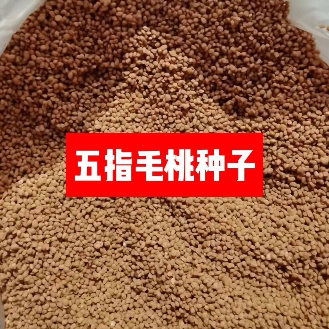 五指毛桃种子广西正宗细叶中药材家庭园艺种子
