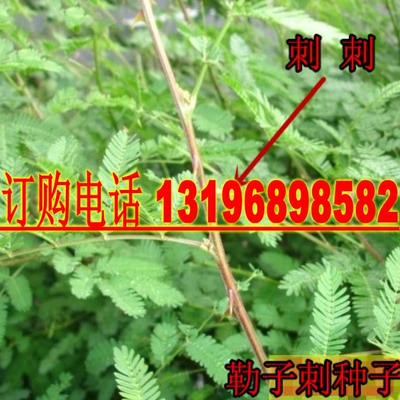 刺树种子围园簕簕仔树勒子树围园勒刺刺篱笆 荆棘种子有刺银合欢