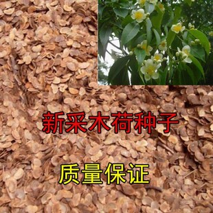 木荷种子林木种子木荷树种 荷木荷树种子园林绿化行道树种子