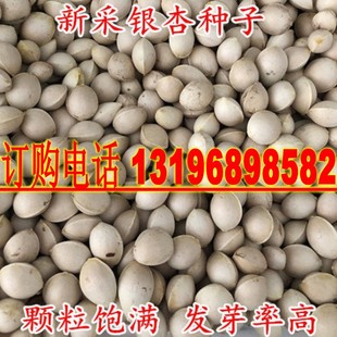 新采银杏种子白果种子银杏树种子绿化苗木树种子新种子银杏籽