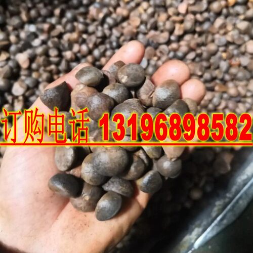 油茶种子山茶籽新种子新果实油茶籽自榨茶树籽油茶子仁带壳油料