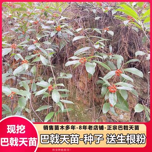 新采巴戟天种子巴戟天树种子鸡眼藤鸡肠风三角藤效同淫羊霍爬藤