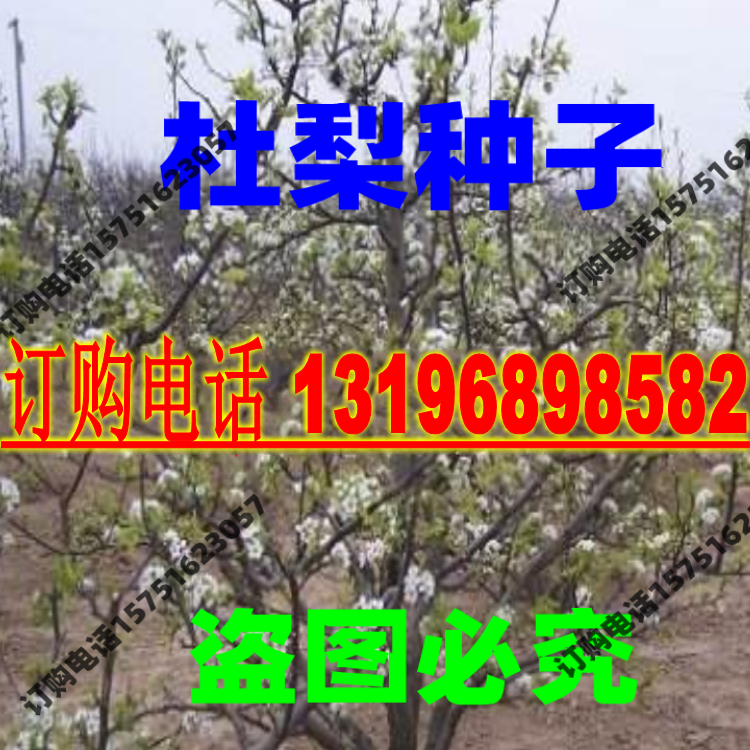 杜梨种子豆梨棠棣子棠梨种子 海棠梨 野梨子土梨林木种籽杜梨种籽