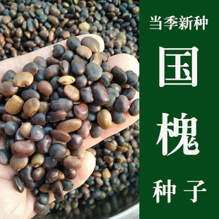 国槐种子洋槐刺槐紫穗槐树种子速生国槐籽槐豆槐树种子北方槐树籽