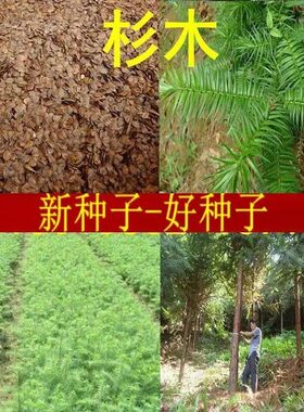 杉木种子水杉池杉云杉冷杉油杉落羽家杉柳杉籽南洋杉四川刺杉树种