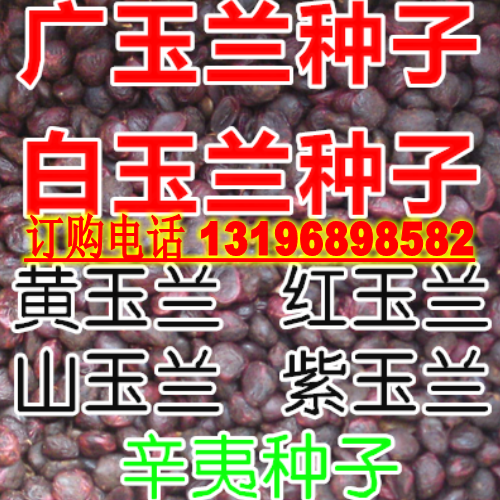 玉兰种子 白玉兰黄玉兰广玉兰 辛夷红玉兰山玉兰紫玉兰树