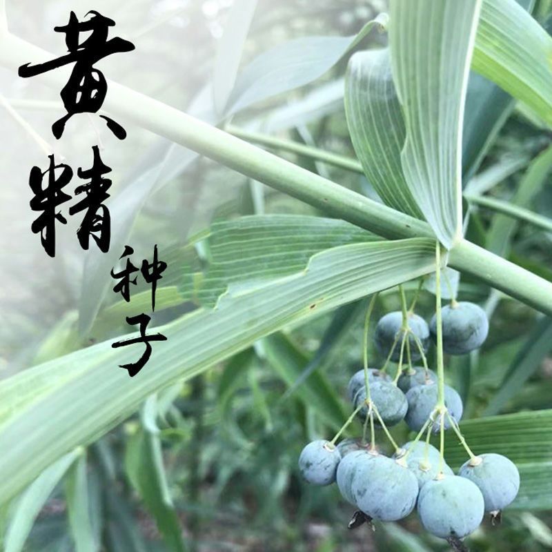 黄精种子野生新鲜正宗鸡头根种子老虎姜鸡爪参中药材种植苗包邮图片