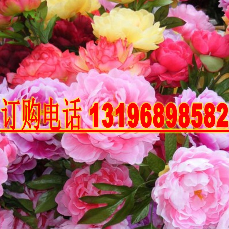 新采牡丹种子精品牡丹花种子四季牡丹花种室内庭院阳台芍药花籽