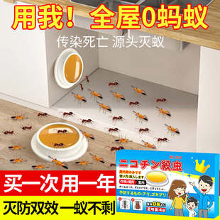 日本灭蚂蚁药饵剂专用室内家用全窝端灭杀除宿舍非无毒杀虫剂防护