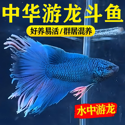 中国斗鱼游龙无纹蓝帝王懒人鱼