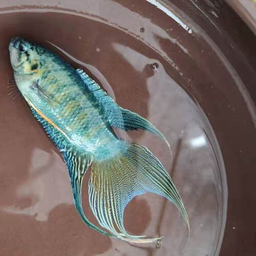 中国斗鱼蓝叉普叉人工改良蓝色小型淡水鱼活体观赏鱼冷水叉尾斗鱼