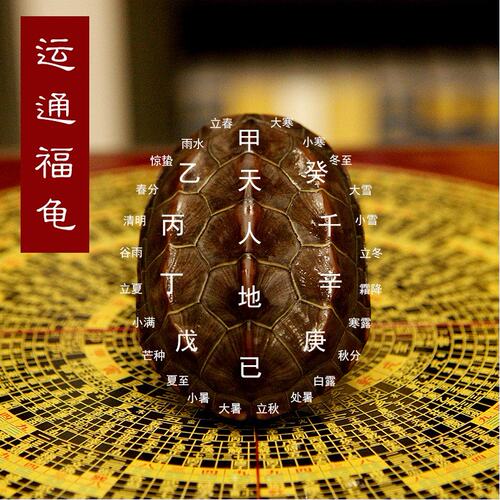 纯种全品活体中华福龟正宗招财龟
