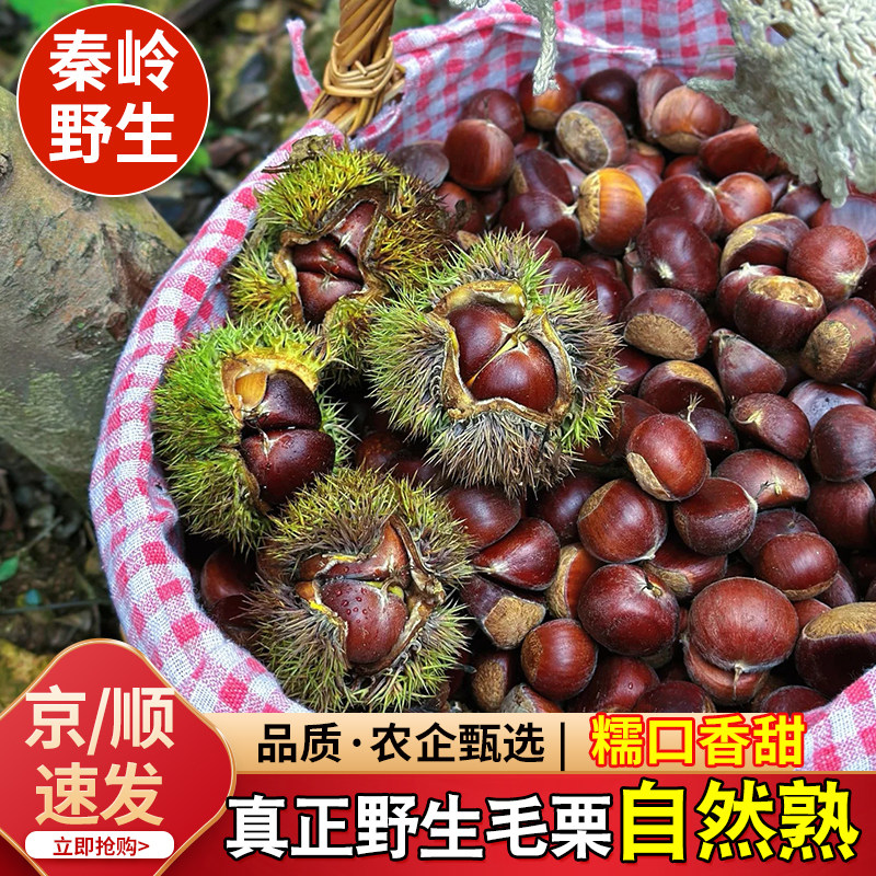 秦岭野生小毛栗子新鲜栗子非板栗手工脱壳自然成熟毛栗翠香油甜