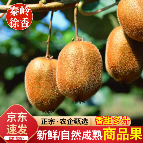 青牛果园陕西徐香猕猴桃新鲜现摘