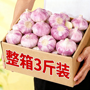 【首单直降】山东紫皮大蒜头整箱新干蒜蒜头紫白皮新鲜大蒜头